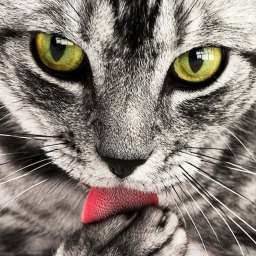 Grupa Charming Kitten ponovo napada, ovog puta žrtve su korisnici macOS
