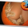 Top 10 najboljih dodatka za bezbednost Firefoxa